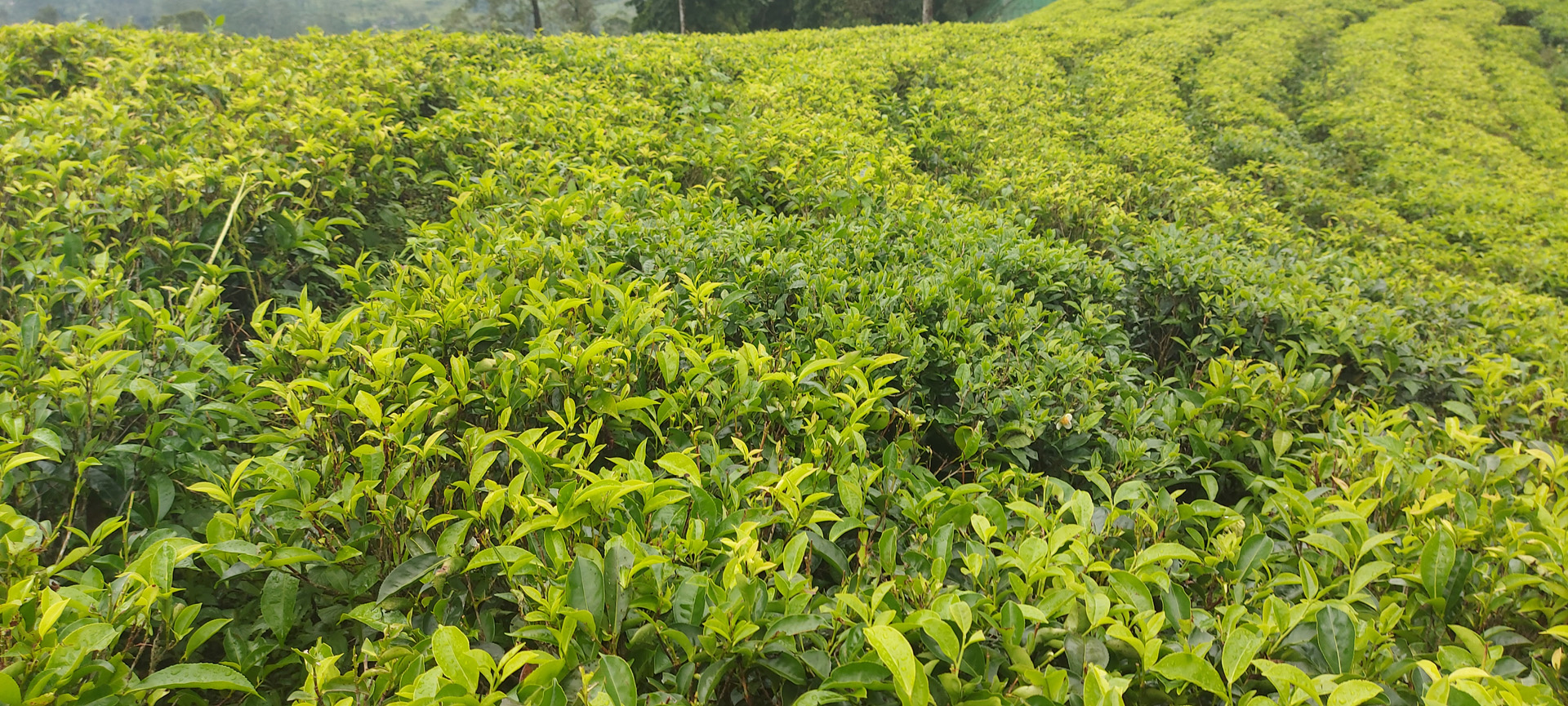 sri-lanka-tea-plantation-unlimited-travel