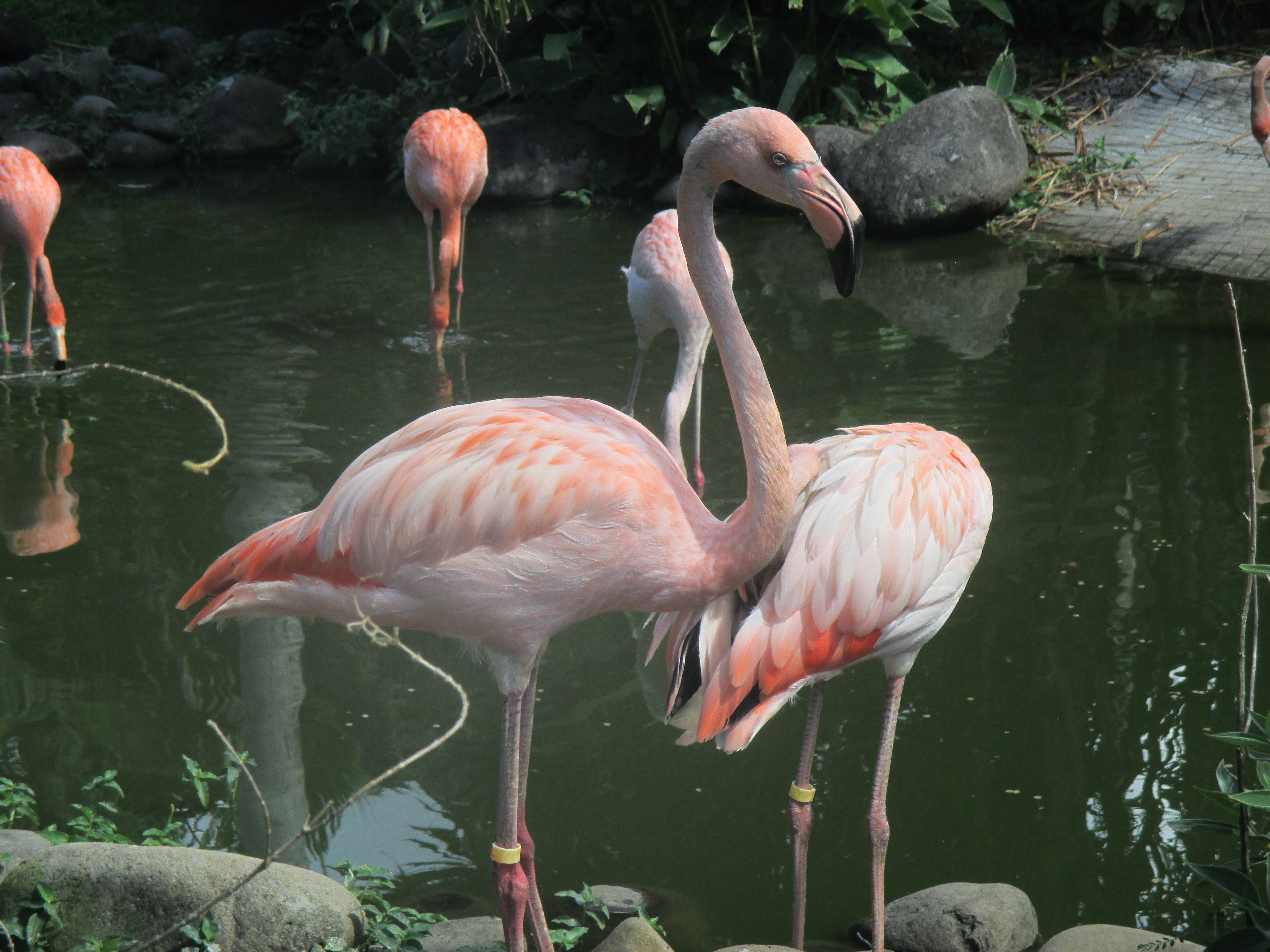 guadalupe-botanique-garden---unlimited-travel