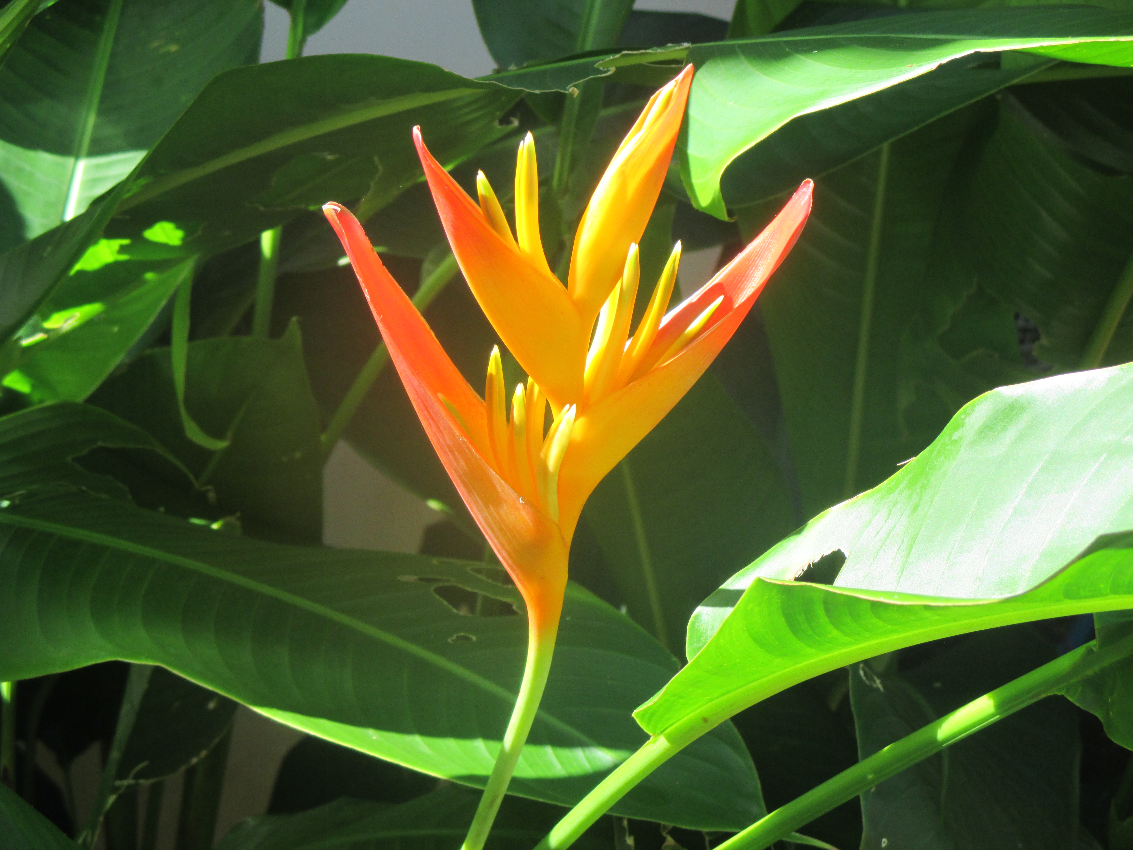 guadalupe-fleurs---unlimited-travel