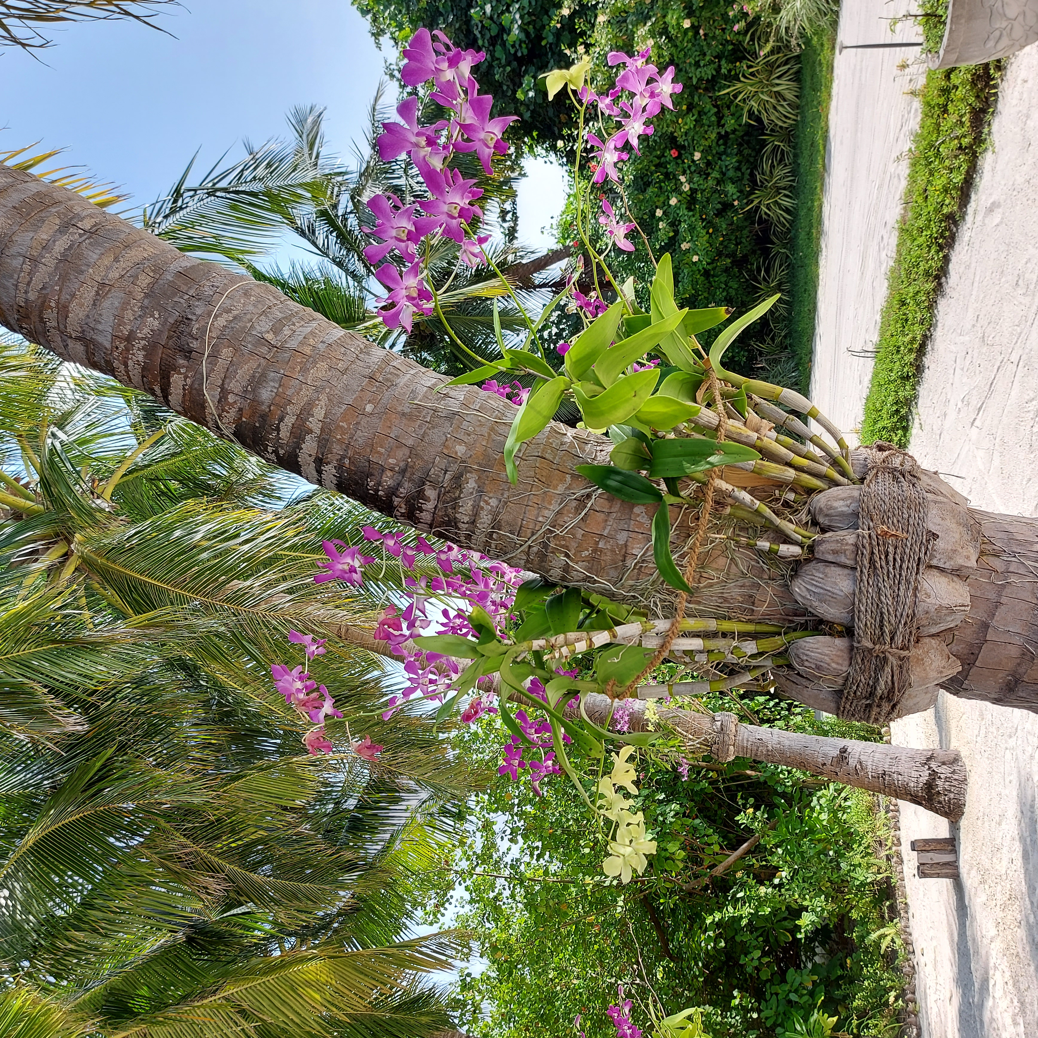 maldives-flora-and-fauna