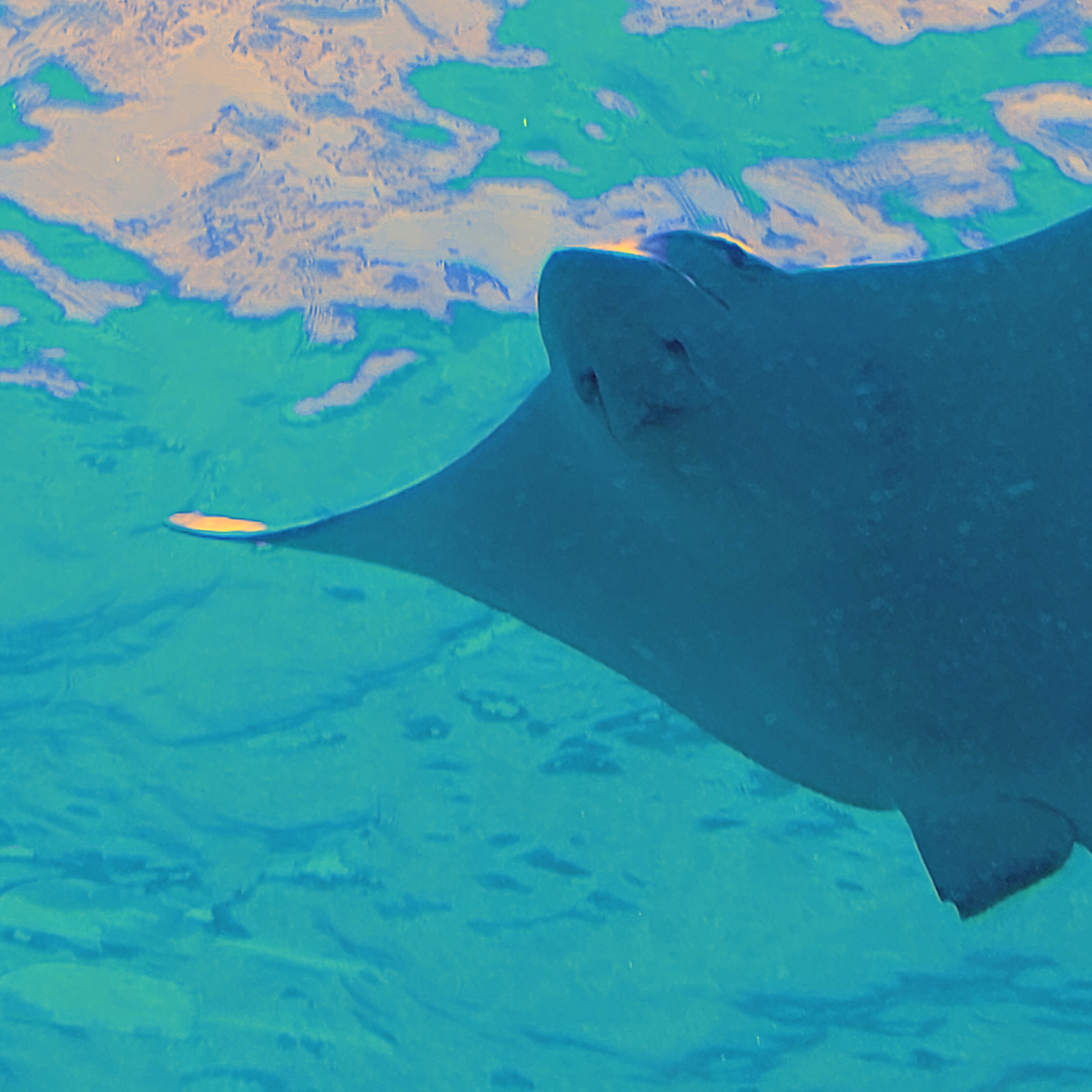 maldives-hurawalhi-underwater-restaurant-sealife